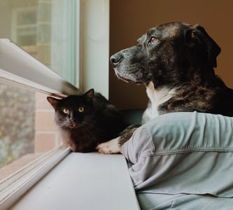 Brown dog looking out window with black cat