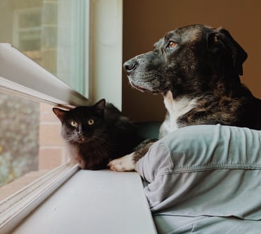 dog and cat looking out window