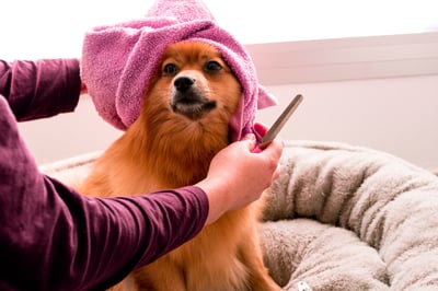 Dog wearing a towel on her head, getting groomed