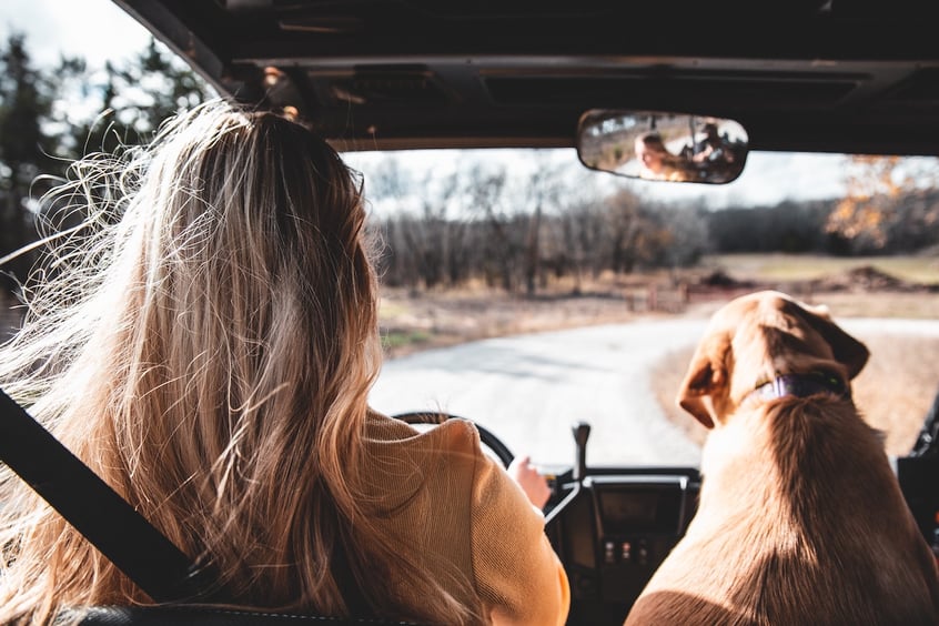 dog driving with owner