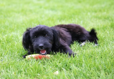 dog eating watermelon in the grass