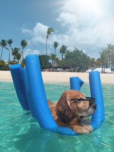 Golden retriever floating on pool noodles at the beach