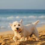 White fluffy dog running on a sandy beach in Hawaii.