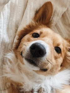 tan dog smiling laying on bed