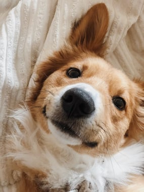 dog in bed closeup