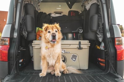 Tan dog in back of car