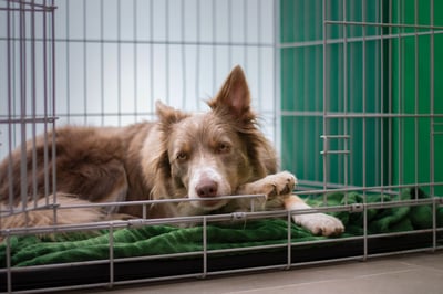 brown dog in crate