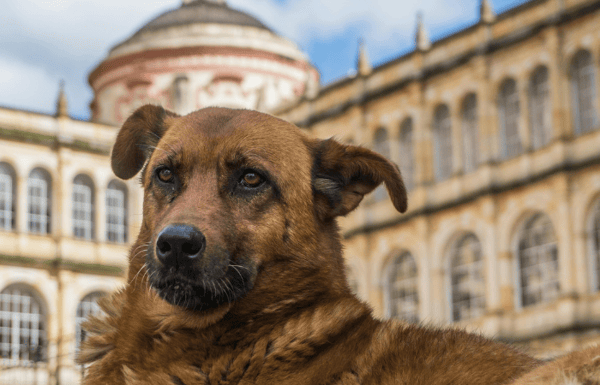 Dog outside of famous museum in France.