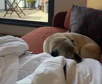 Dog snuggled up laying on a couch
