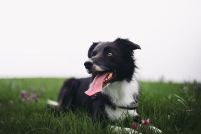 dog in grass in Greenwich, London