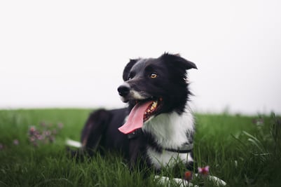 dog in grass in London