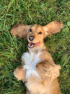 dog laying in grass