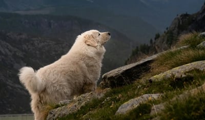 White dog in mountains in Italy
