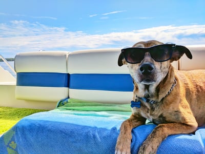 Dog wearing sunglasses on a boat