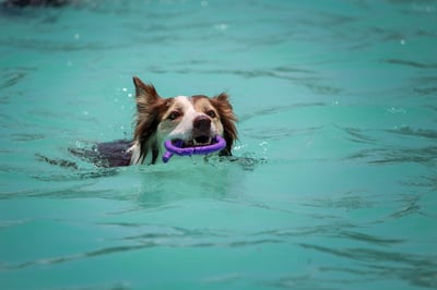 dog swimming in a pool holding a pool ring toy