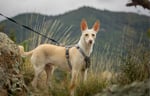 Dog exploring the hills of Italy