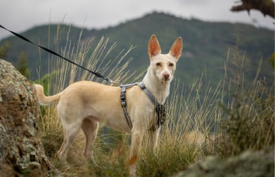 Dog exploring the hills of Italy