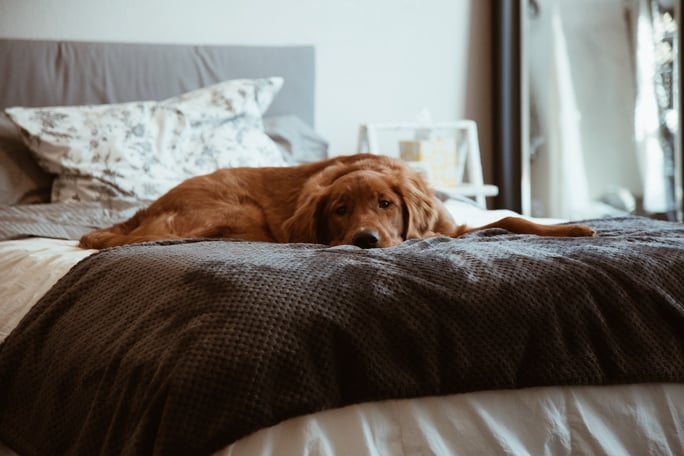 dog lounging on a bed