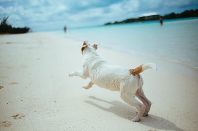 Jack Russel Terrier Dog running on the beach in the Bahamas