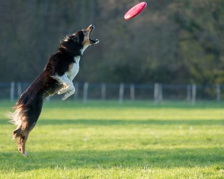 dog playing frisbee