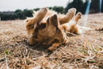 Golden retriever rolling in a field