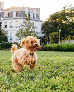 dog running outside