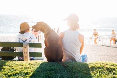 dog siting at the beach