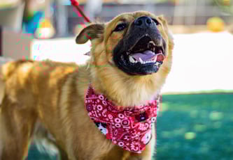 dog with bandana