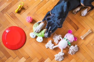 dog laying on floor with lots of toys