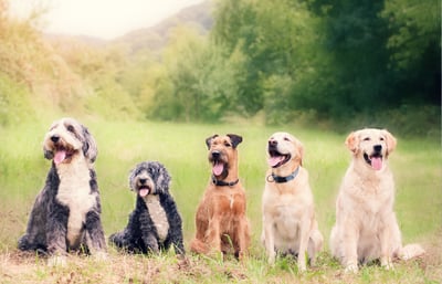 Group of different dog breeds.