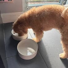 Rosie's pet