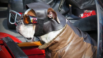 bulldog on motorcycle