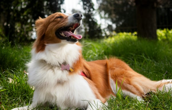Dog lounging in the grass enjoying the sunshine in the UK
