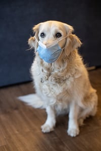 dog in surgical mask