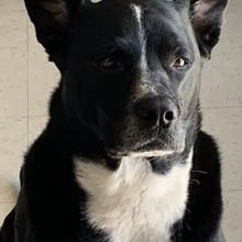 2 Dogs CA to UK's pet