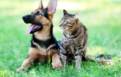 Dog and cat hanging out together outside.