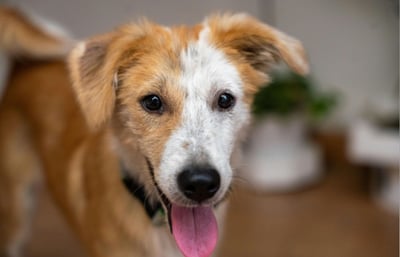 Happy dog with tongue hanging out
