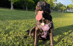 Dog sitting outside with Care Tags pet tracking device on collar.