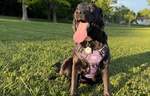 Dog sitting outside with Care Tags pet tracking device on collar.