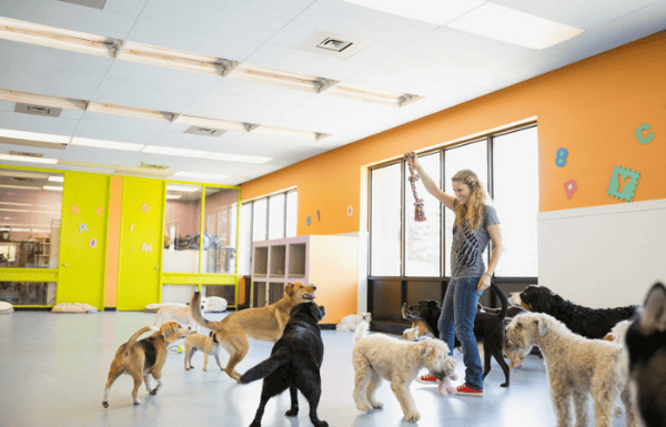 Several dogs in a group inside of a daycare facility in the UK.