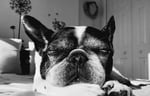 Bulldog in black and white taking a nap on a bed.