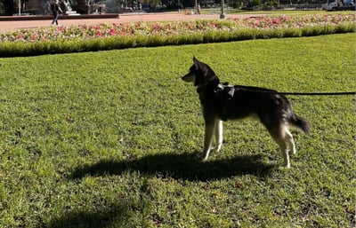 Dog going for a walk outside in the grass after moving across the world.