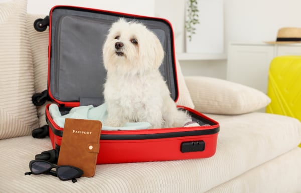 White dog sitting inside of a suitcase ready to travel abroad.
