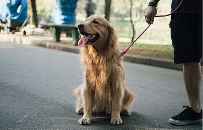 Dog being taken for a walk in the streets of Italy.