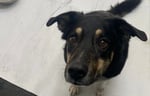 Black and brown dog looking up at owner