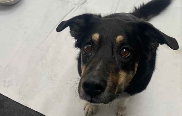 Black and brown dog looking up at owner