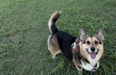 Cute little dog standing outside with a harness on.