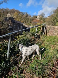 Spotted dog going for a hike