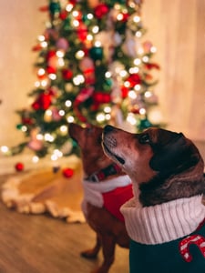 Two dogs in sweaters in front of the Christmas tree