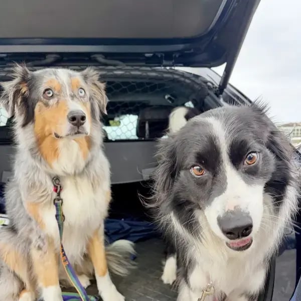 Starwood Pet Travel